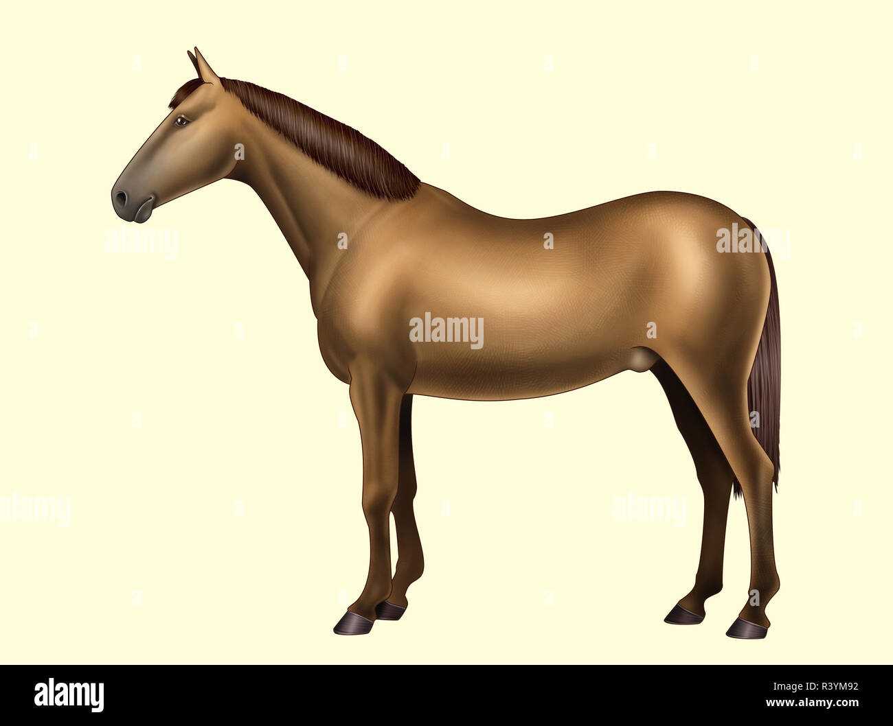 body parts of a horse diagram