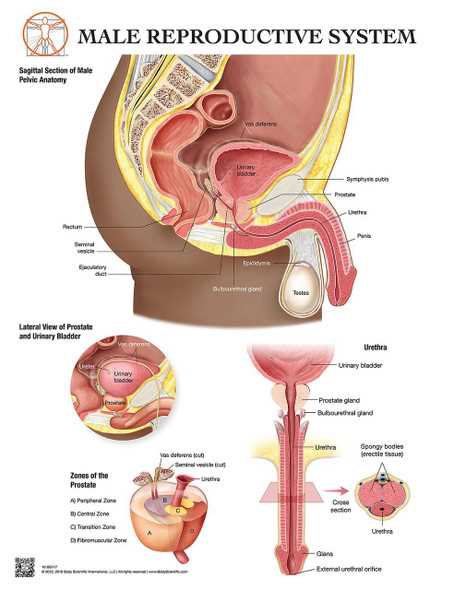 male parts diagram