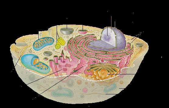 parts of a cell diagram labeled