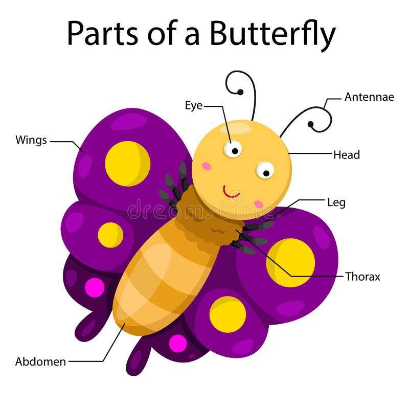 butterfly body parts diagram