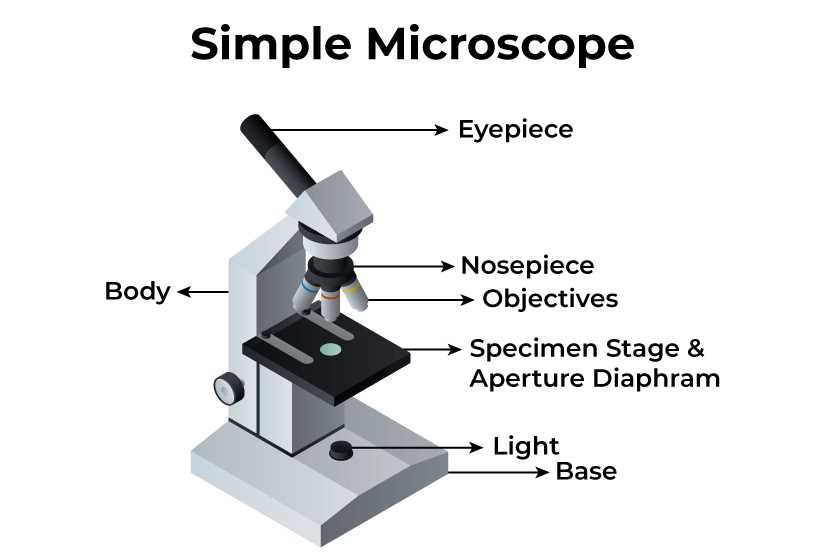 microscope diagram parts and functions