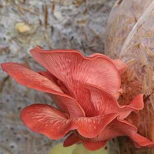 oyster mushroom diagram with parts