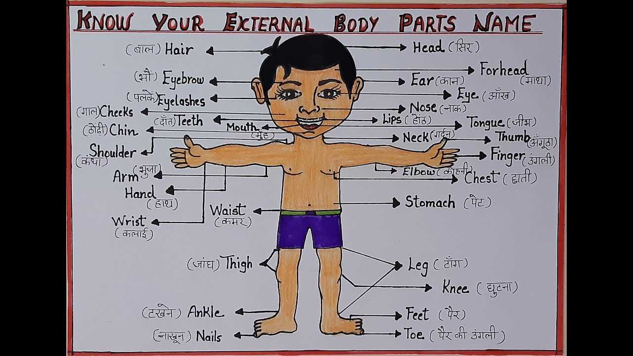 human external body parts diagram