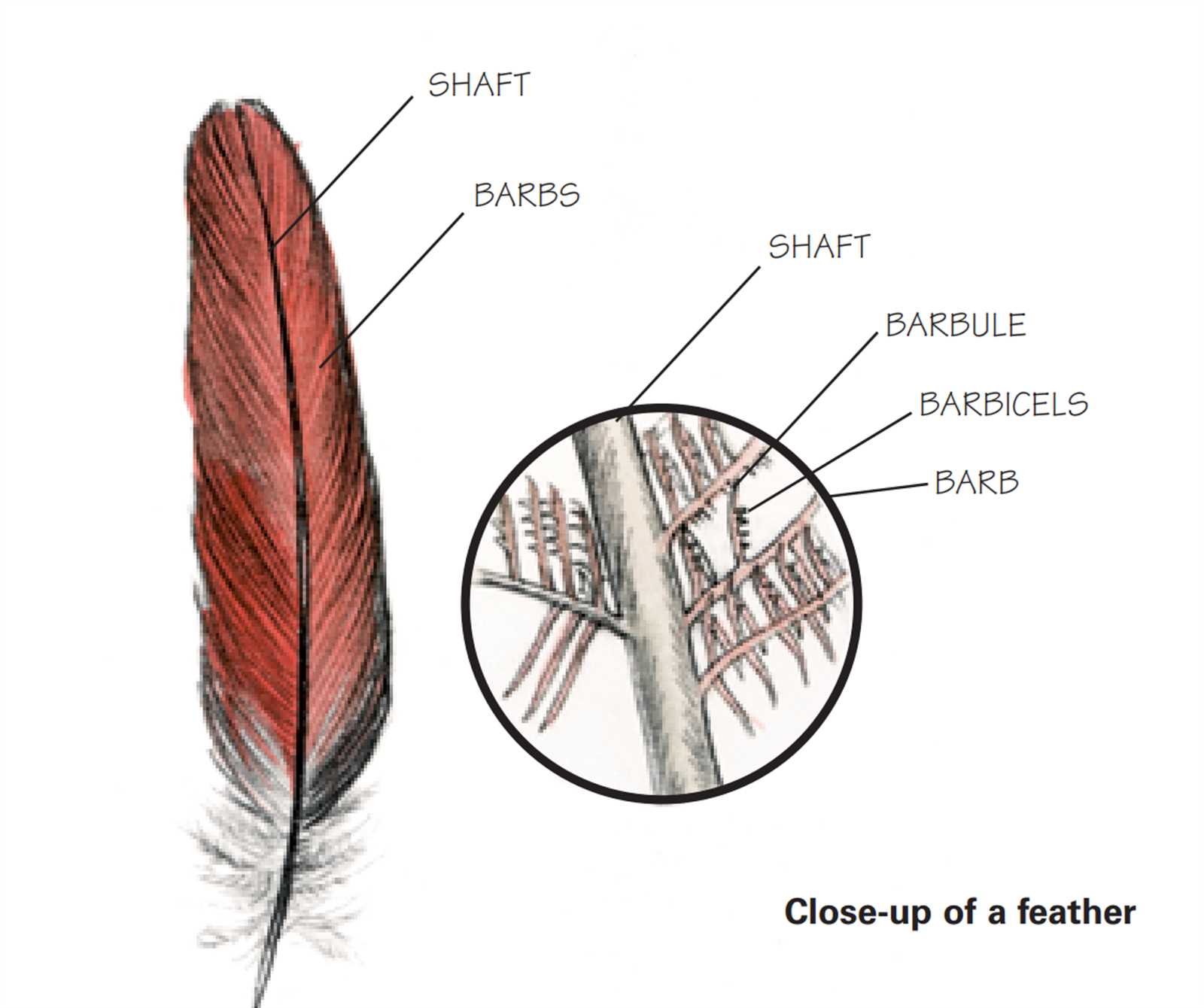 parts of a feather diagram