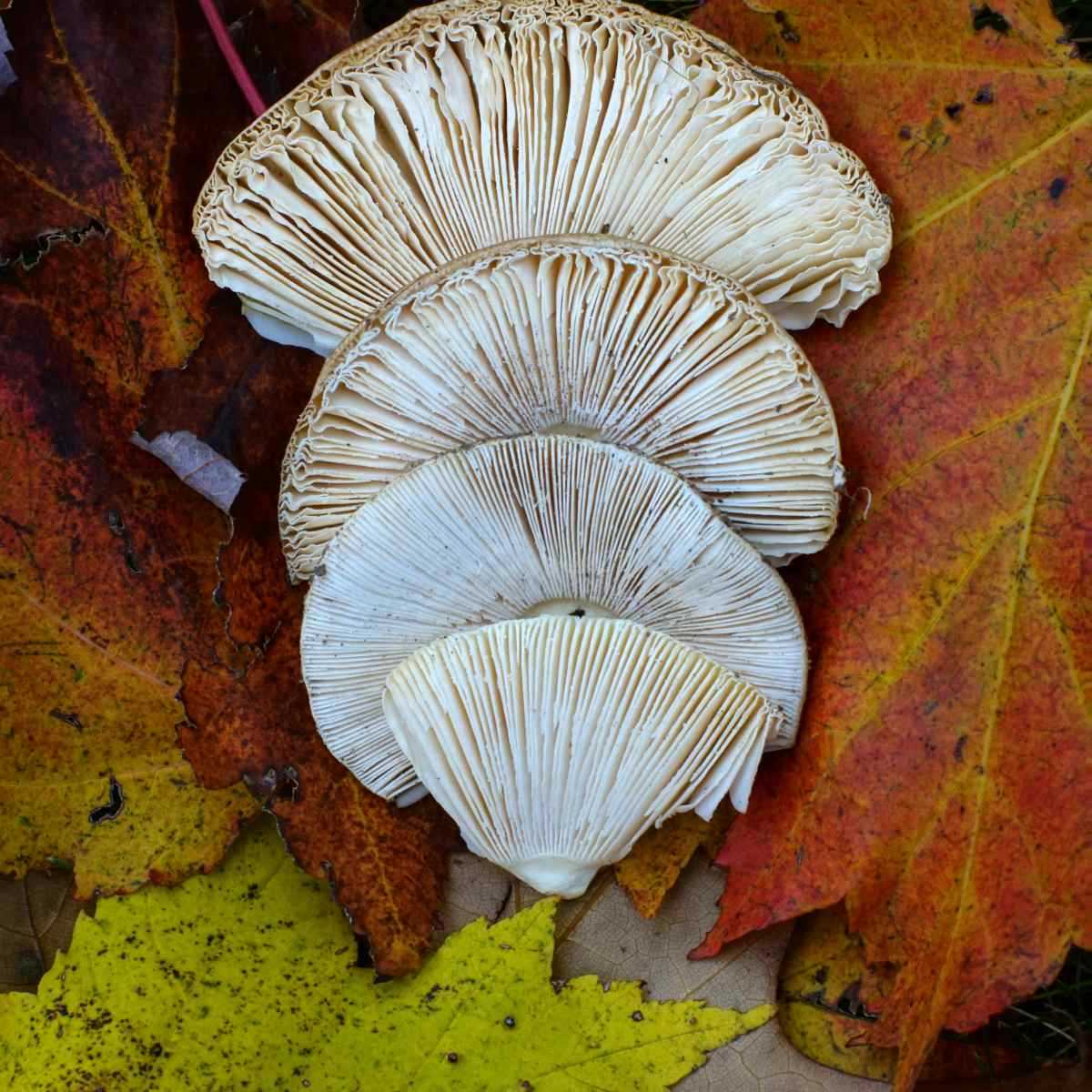 oyster mushroom diagram with parts