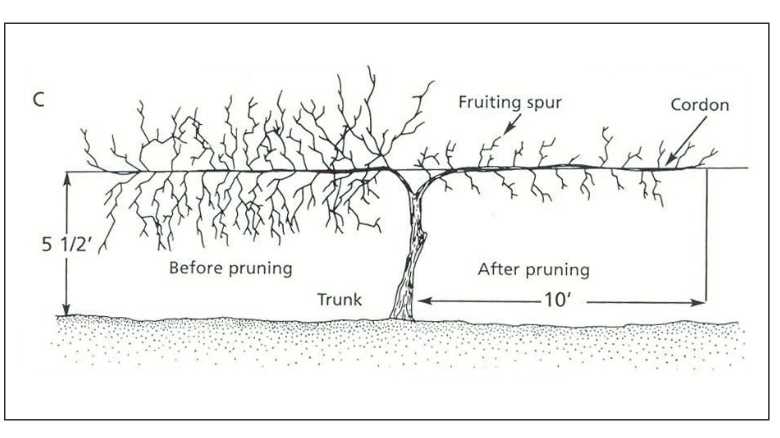 parts of a grape vine diagram