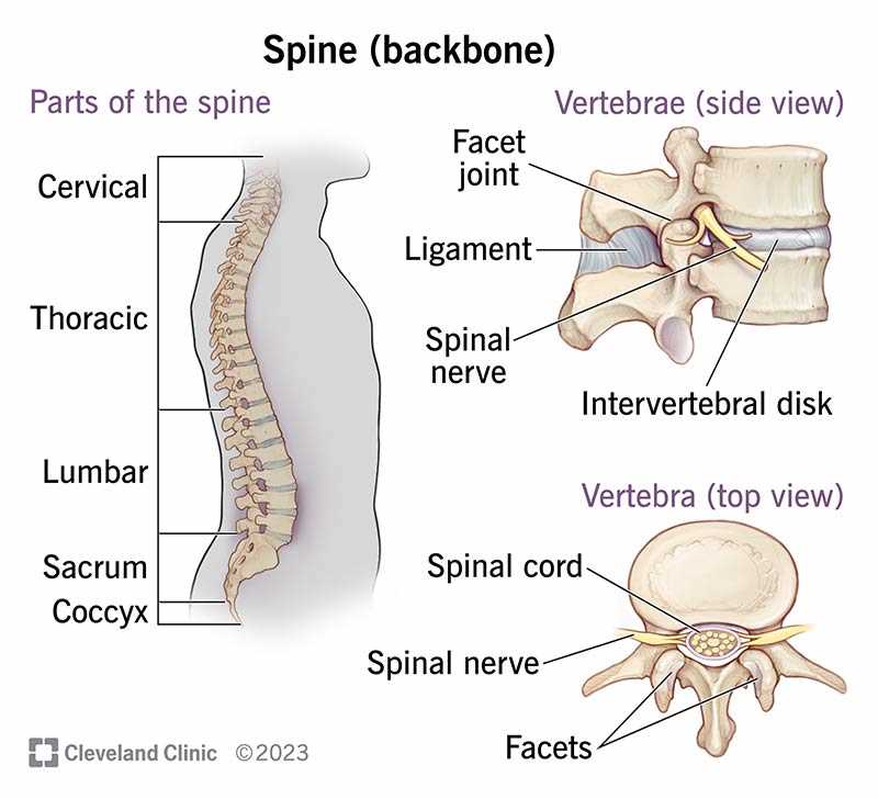 parts of a bone diagram