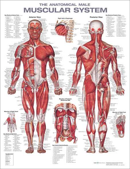 body part diagram