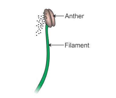 parts of a flowering plant diagram