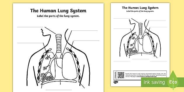 lung parts diagram