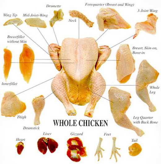 parts of a chicken diagram