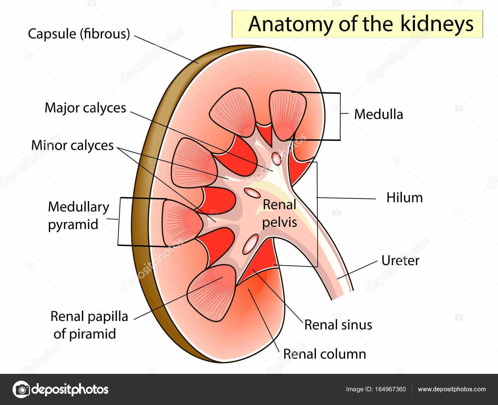 kidney diagram with parts