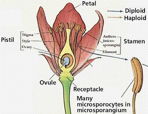 parts of a flowering plant diagram