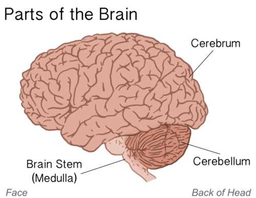 brain diagram 3 parts