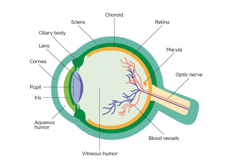 eye diagram parts