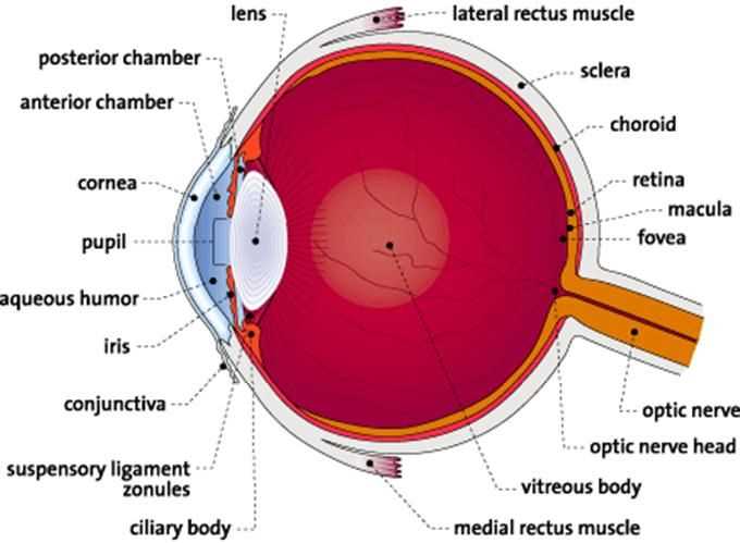 diagram of the parts of the eye