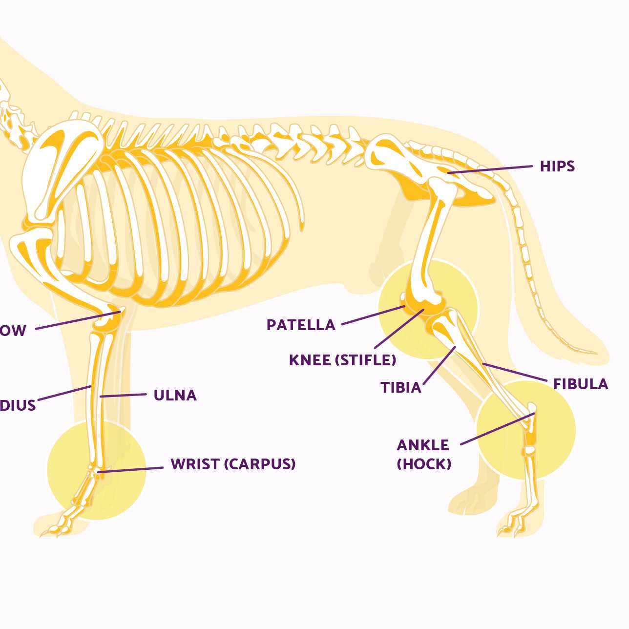 dog paw parts diagram