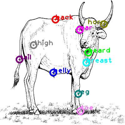 buffalo body parts diagram