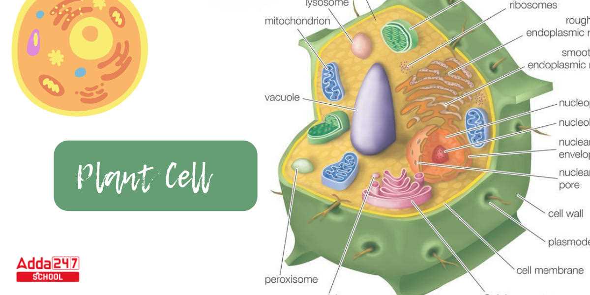 parts of a plant cell diagram