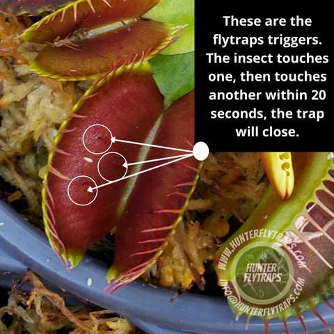 labeled venus fly trap parts diagram