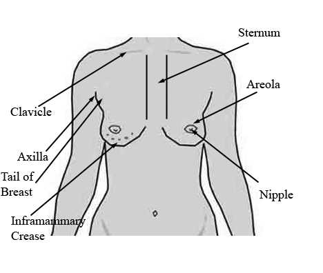 bra parts diagram