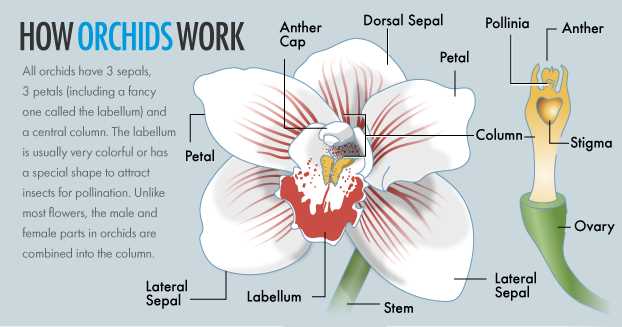 orchid flower parts diagram