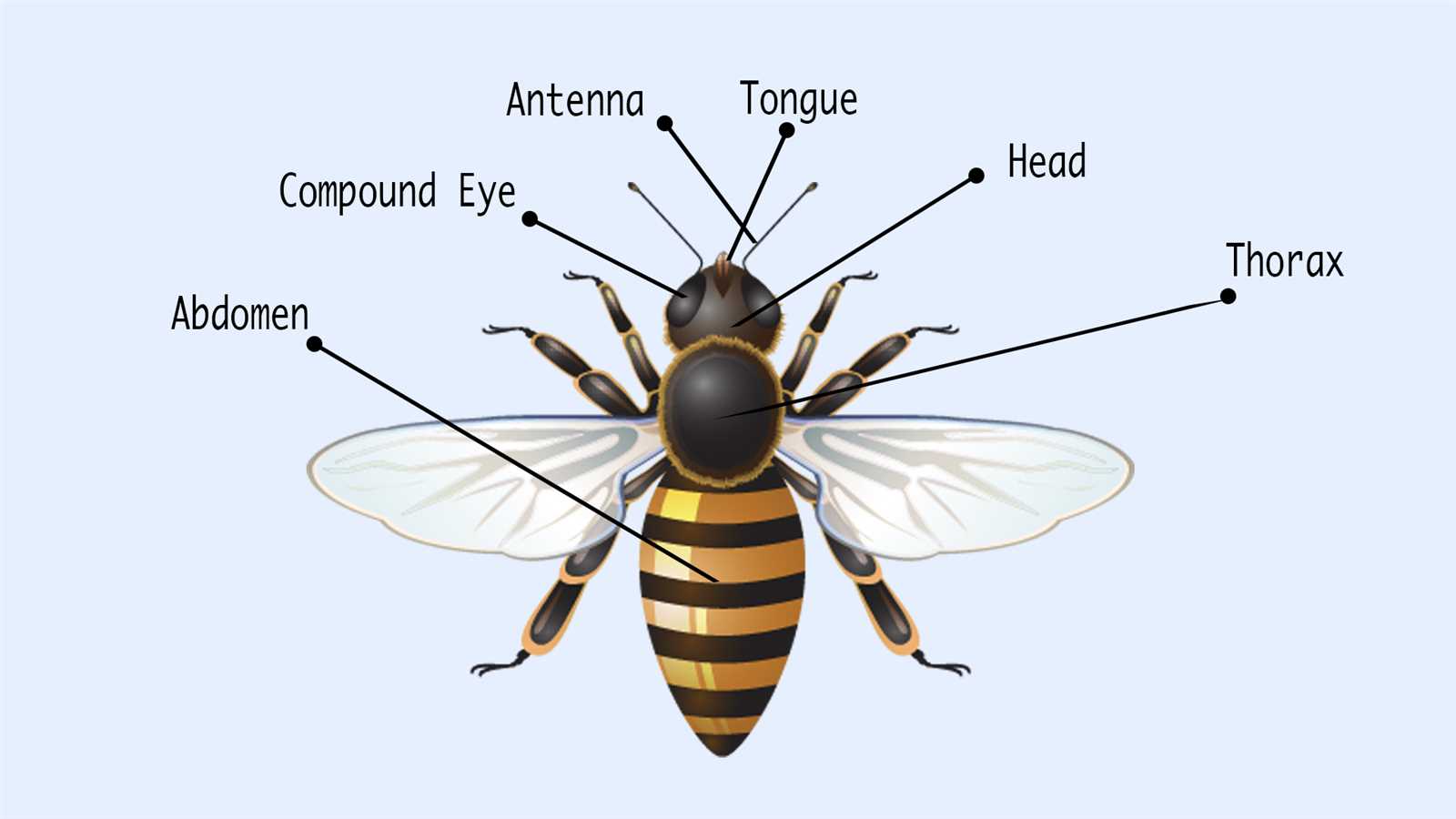 parts of a beehive diagram