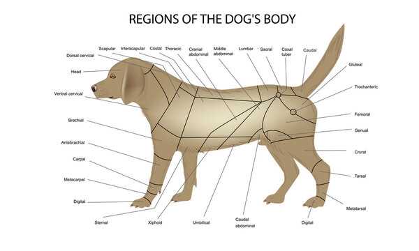 body parts of a dog diagram