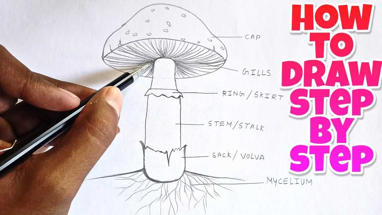 parts of a mushroom diagram