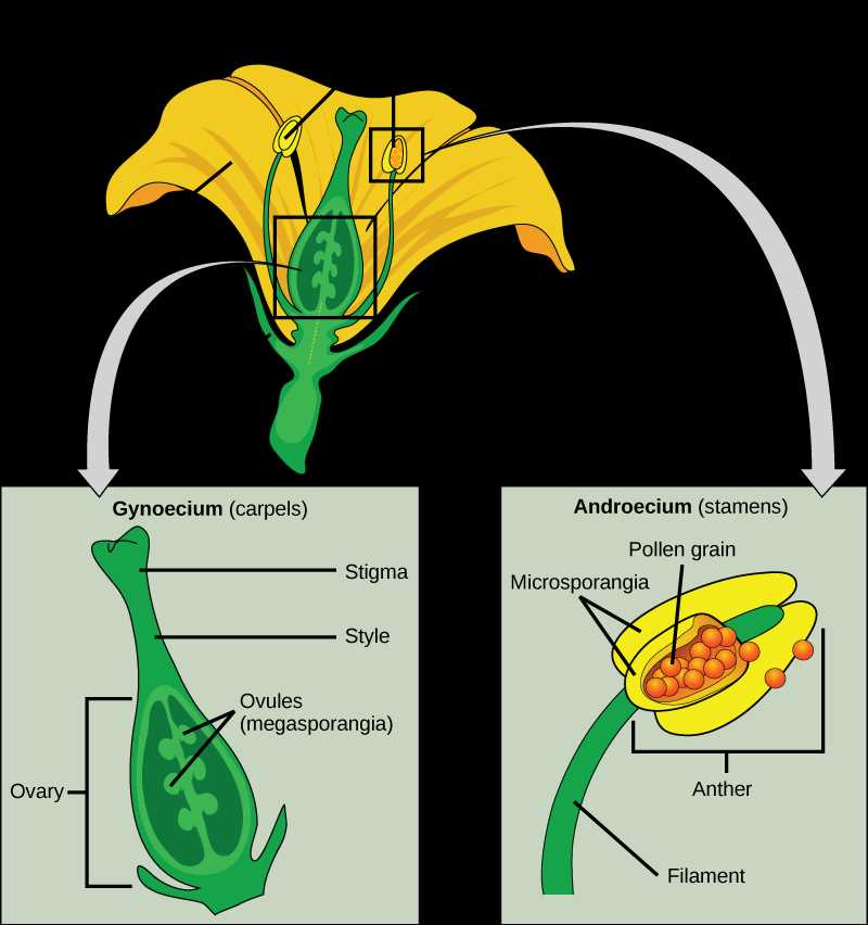 diagram of female part of flower