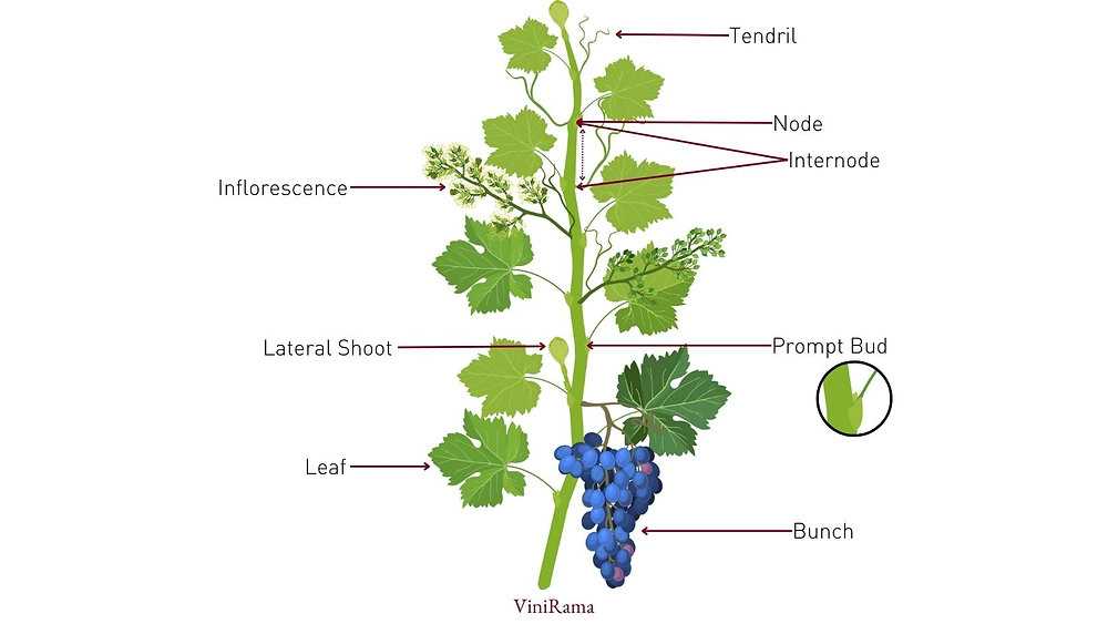 parts of a grape vine diagram