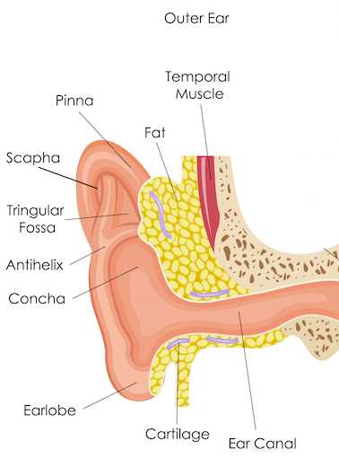 ear diagram parts