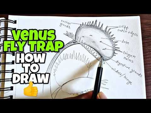 labeled venus fly trap parts diagram