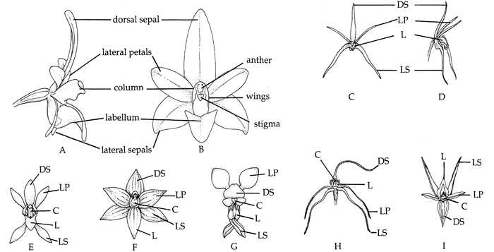 orchid flower parts diagram