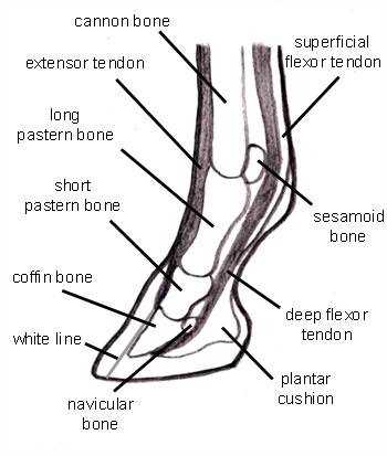 horse diagram body parts