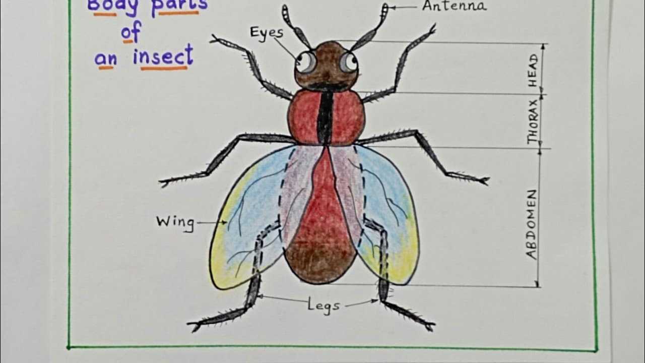 insect body parts diagram for kindergarten
