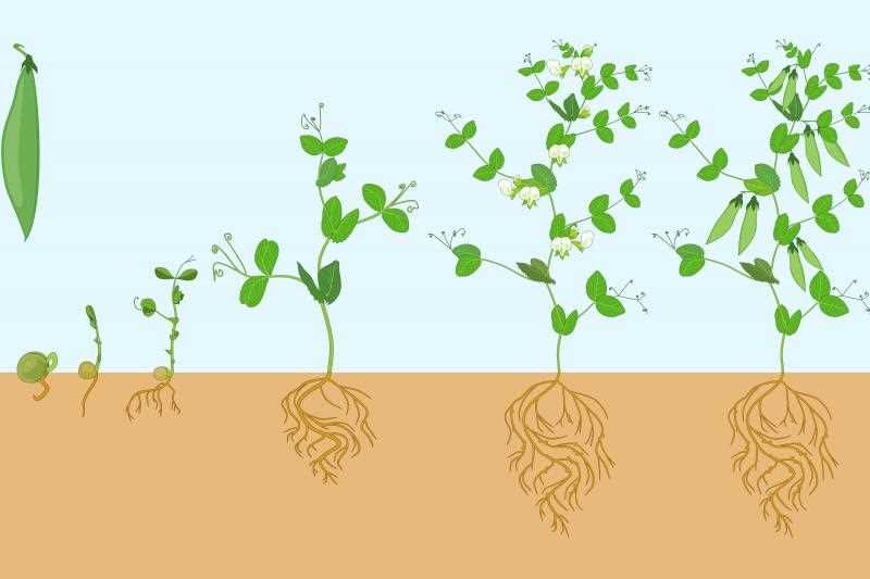 parts of a bean plant diagram