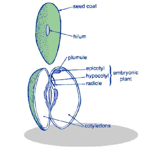 parts of a bean seed diagram