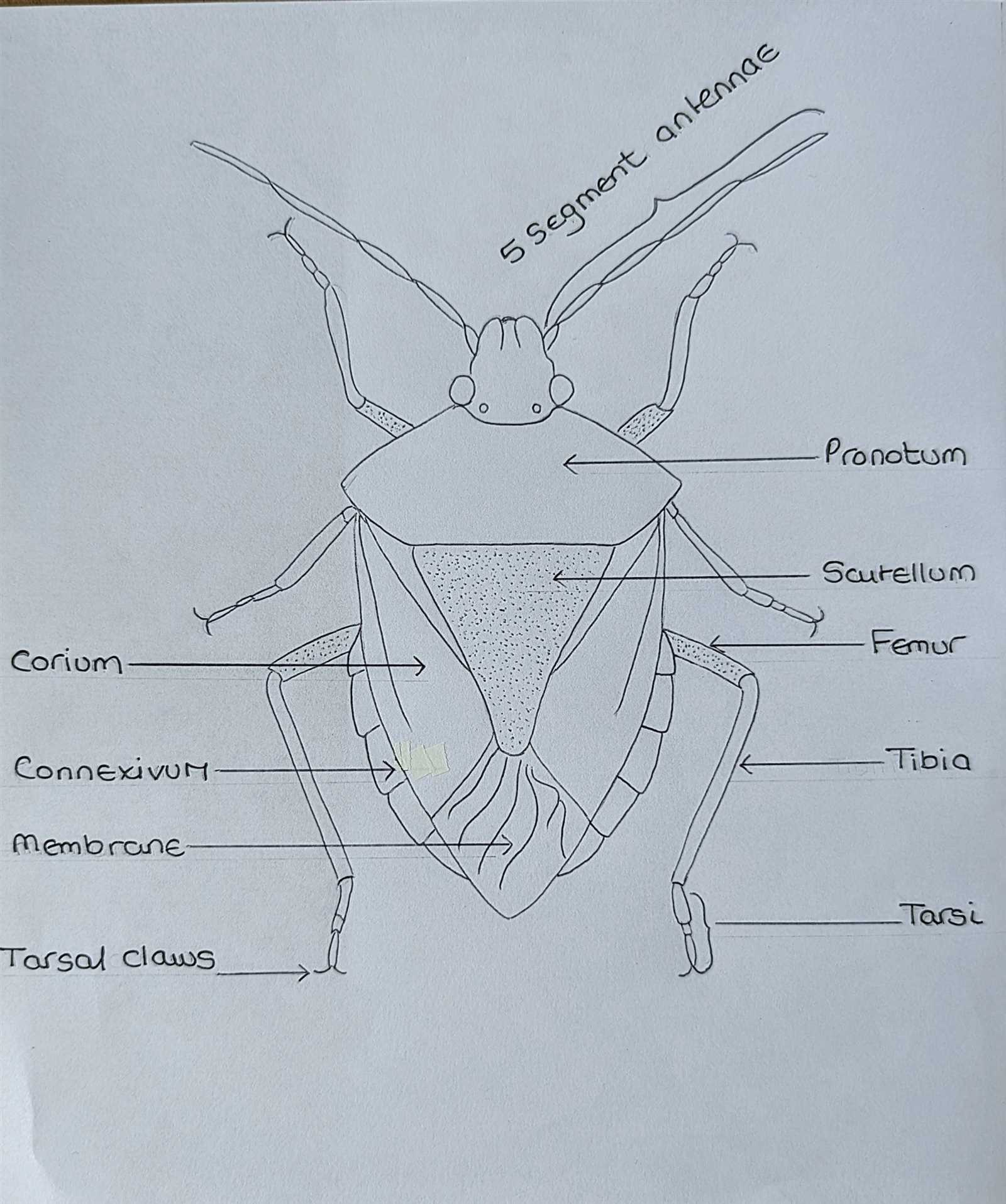 parts of a beetle diagram