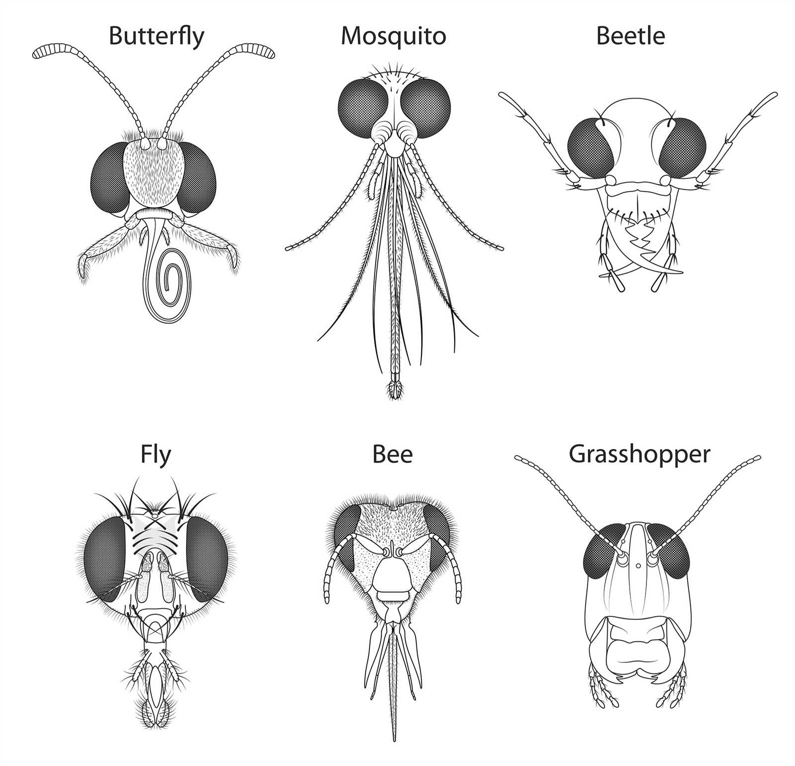 parts of a beetle diagram