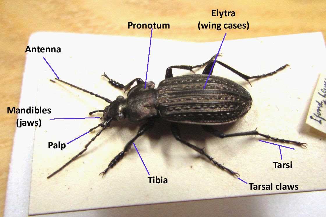 parts of a beetle diagram