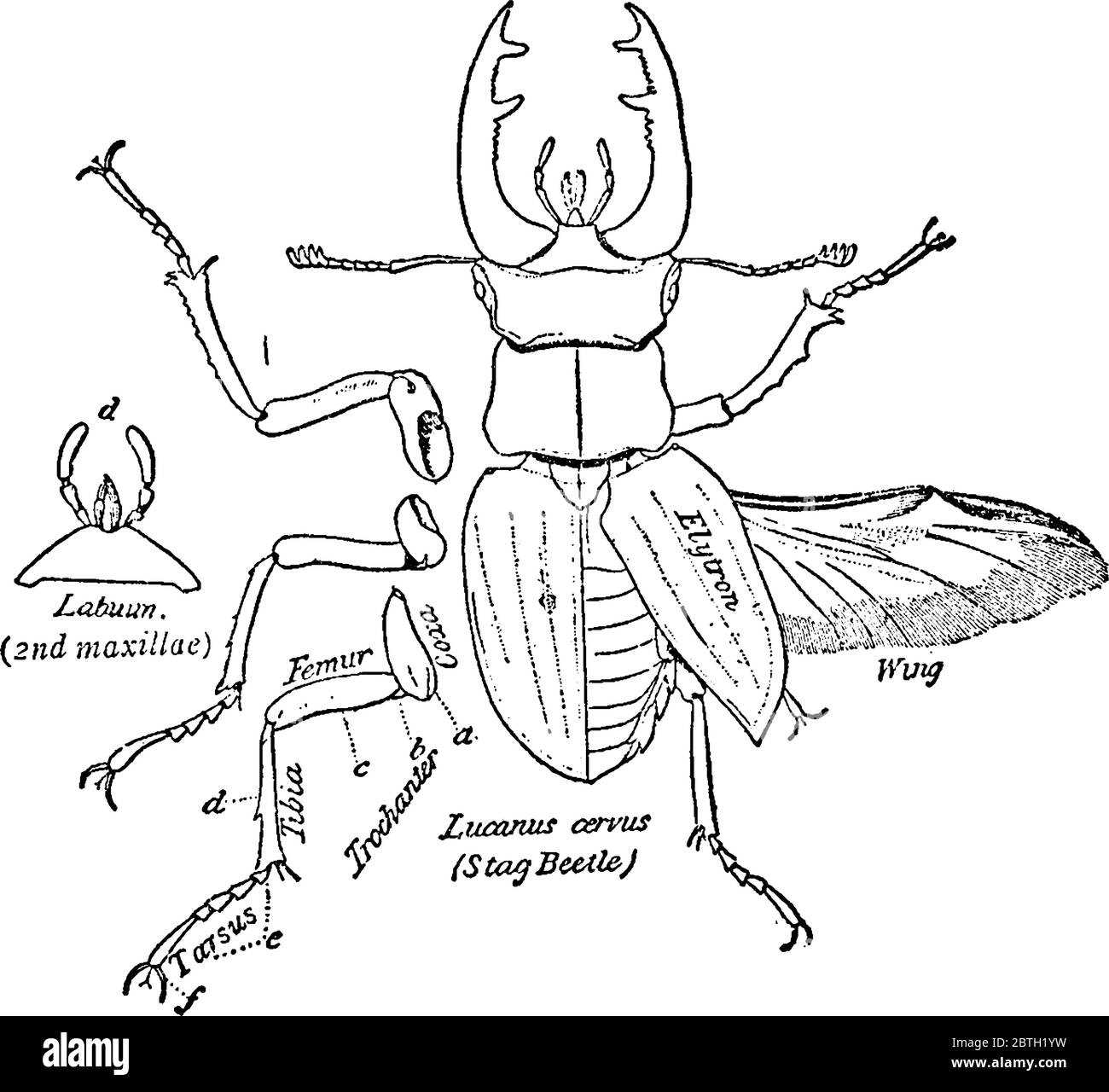 parts of a beetle diagram