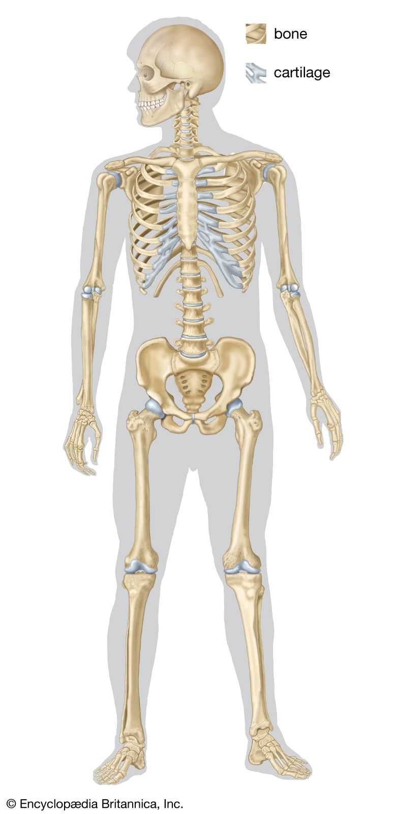 parts of a bone diagram