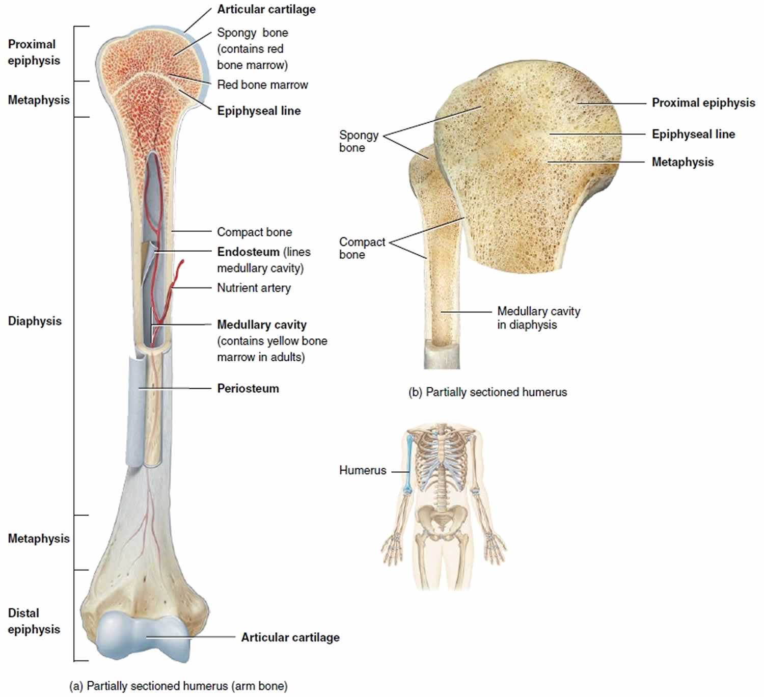 parts of a bone diagram