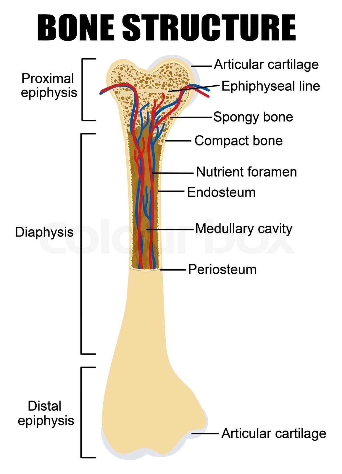 parts of a bone diagram