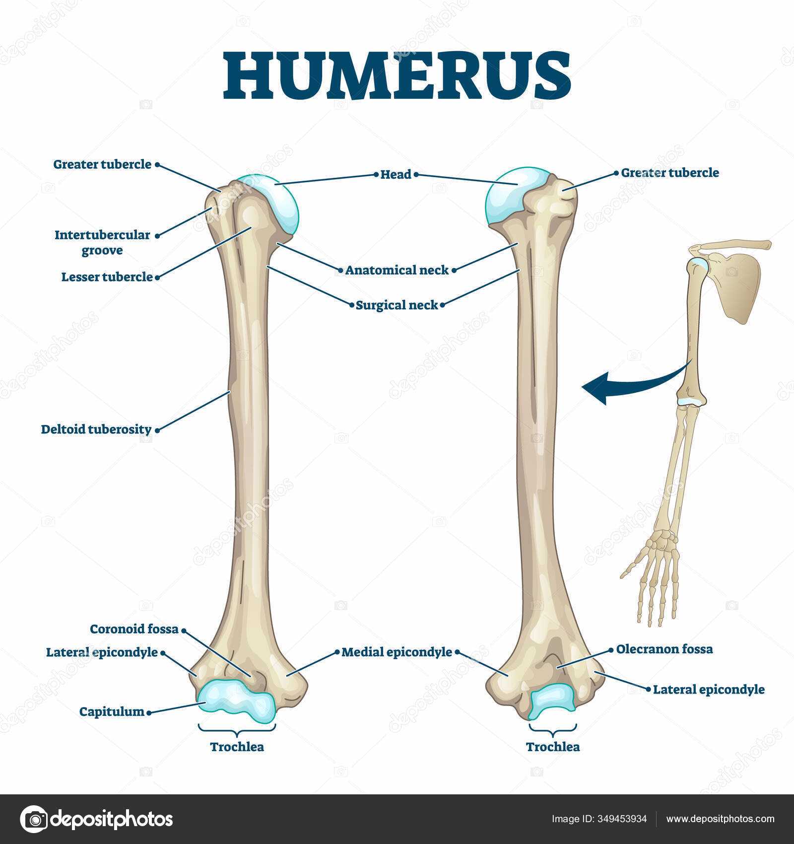 parts of a bone diagram