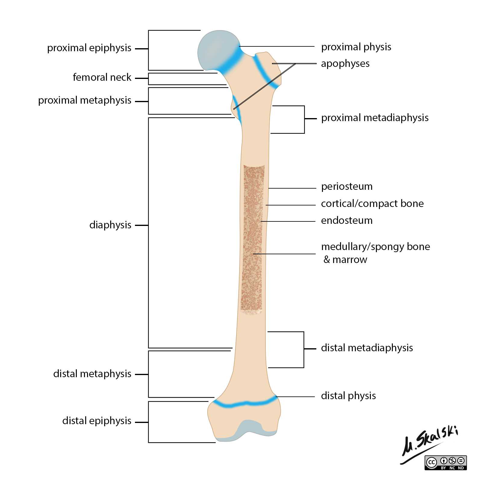 parts of a bone diagram