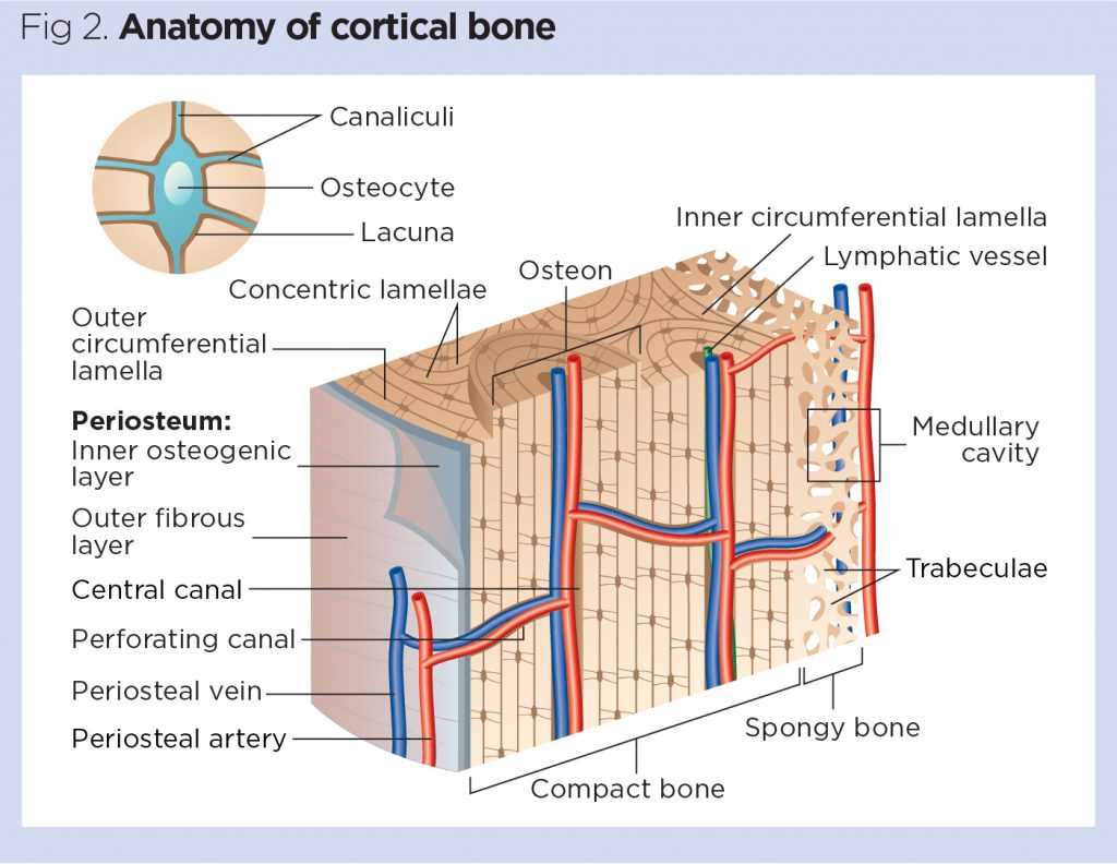 parts of a bone diagram