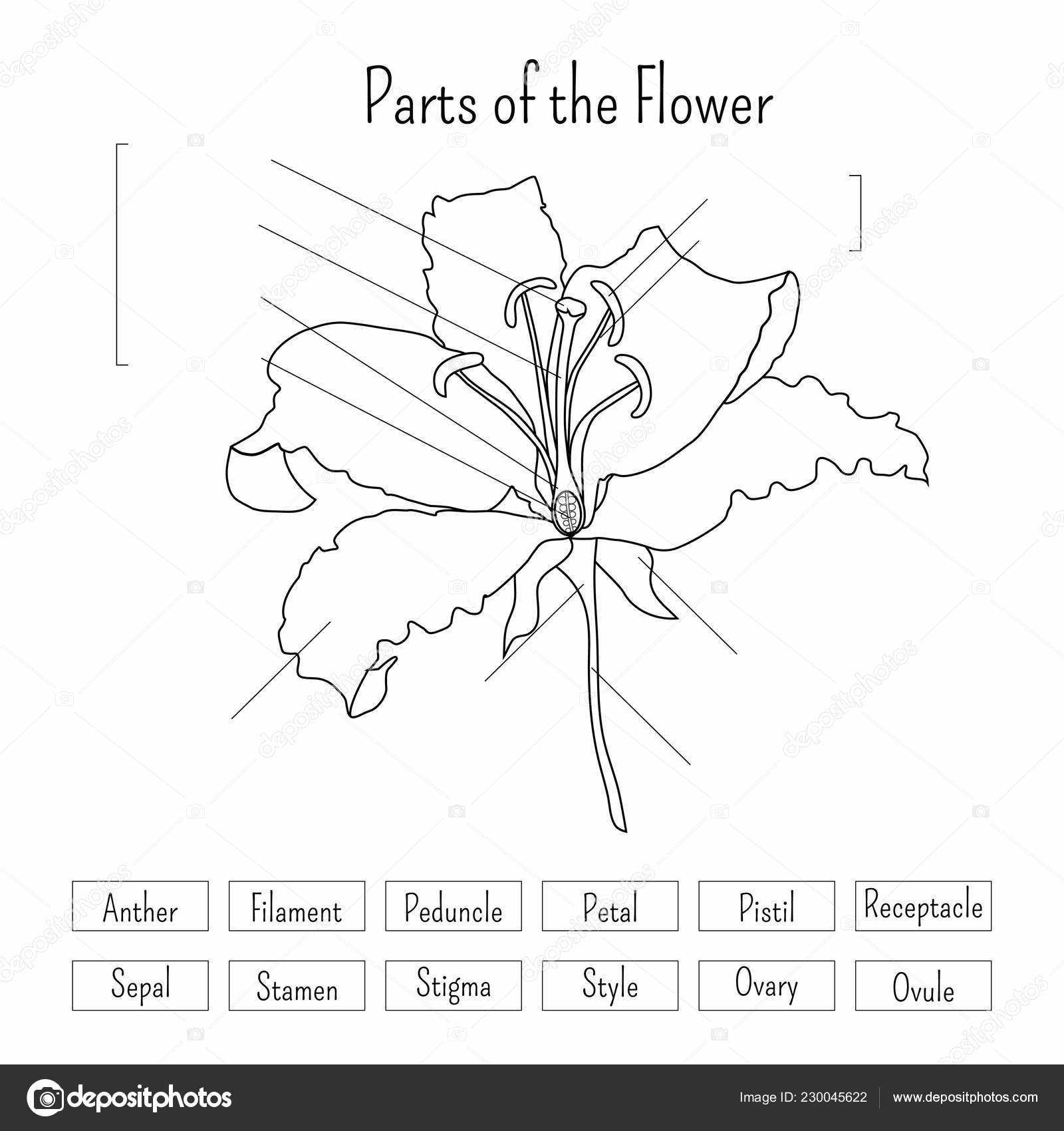 parts of a calla lily diagram