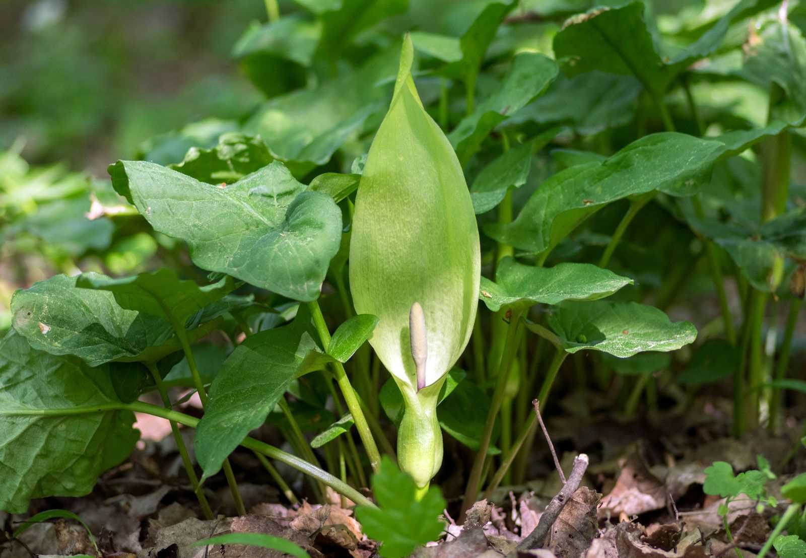 parts of a calla lily diagram